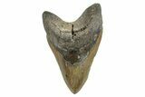 Serrated, Fossil Megalodon Tooth - North Carolina #274781-1